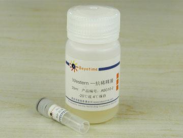 BiP抗体(兔多抗)